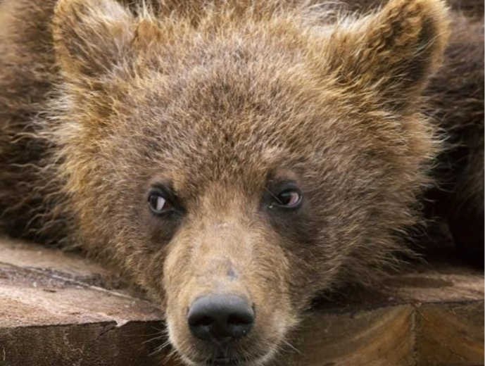 Хүрэн баавгайг хууль бусаар агнасан үйлдлүүдийг илрүүллээ